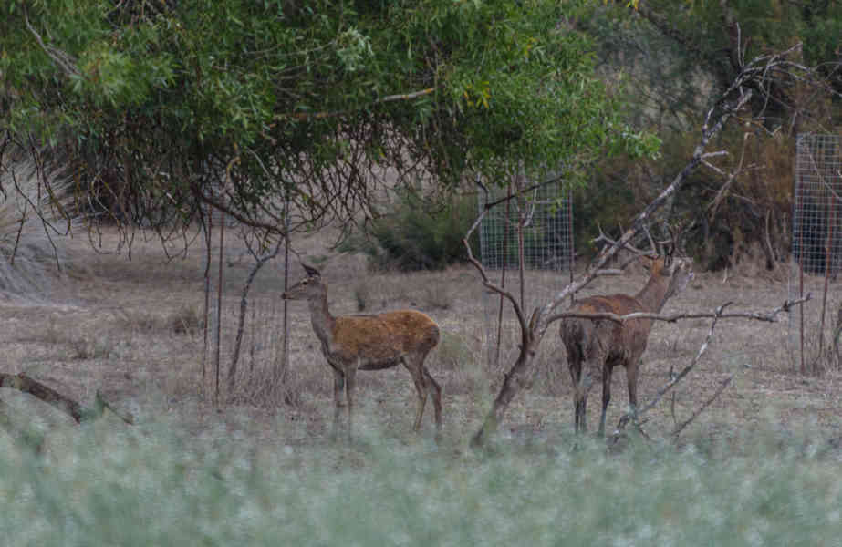 Huelva - parque nacional de Doñana 08 - Ciervos.jpg
